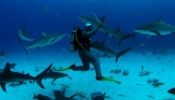 Comment organiser une expédition de plongée avec les requins au Belize?
